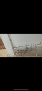 טיפול בנמלים דרור שירותי הדברה